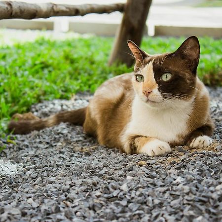 ホテル Ban Klong Srabua プラナコーン・シー・アユタヤ エクステリア 写真